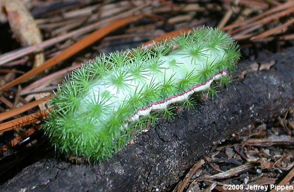 Io Moth (Automeris io)