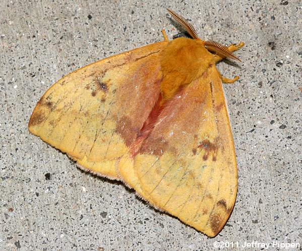 Io Moth (Automeris io)