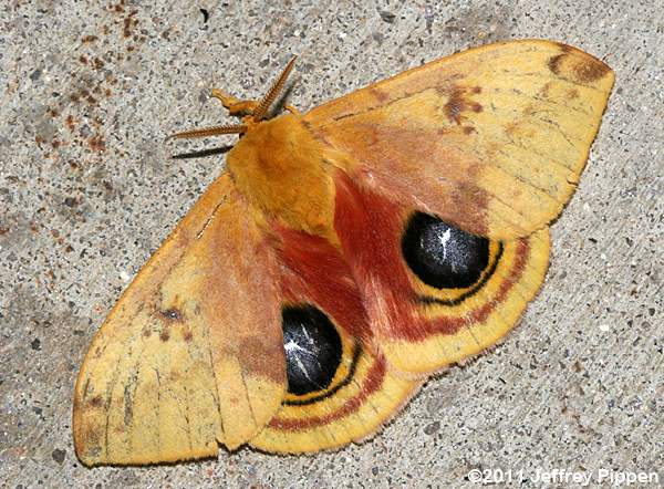 Io Moth (Automeris io)