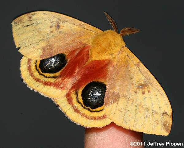 Io Moth (Automeris io)