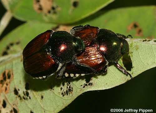 Japanese Beetle (Popillia japonica)