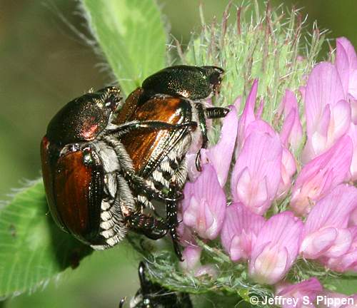 Japanese Beetle (Popillia japonica)