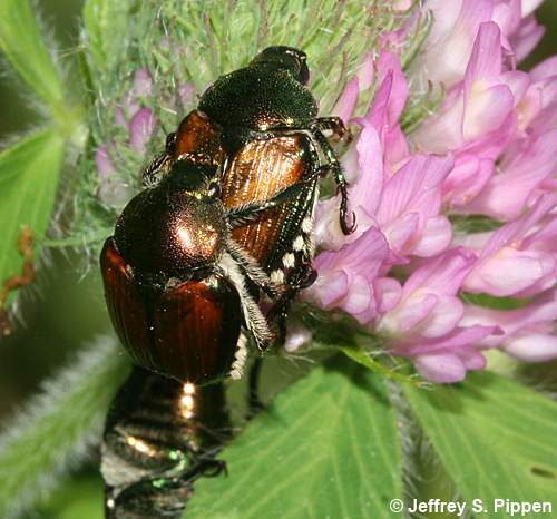 Japanese Beetle (Popillia japonica)