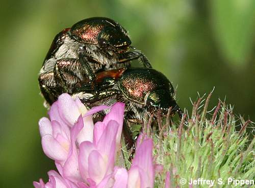 Japanese Beetle (Popillia japonica)