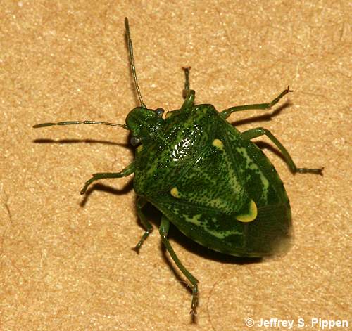 Juniper Stink Bug (Banasa euchlora)