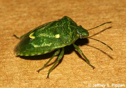 Juniper Stink Bug (Banasa euchlora)