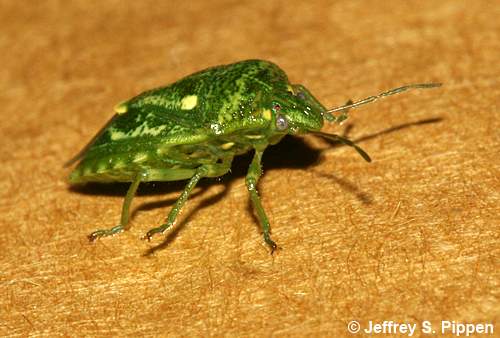 Juniper Stink Bug (Banasa euchlora)