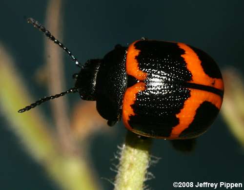 Swamp Milkweed Leaf Beetle (Labidomera clivicollis)