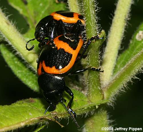 Swamp Milkweed Leaf Beetle (Labidomera clivicollis)