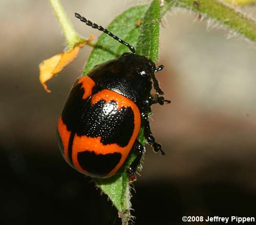 Swamp Milkweed Leaf Beetle (Labidomera clivicollis)