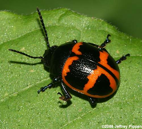 Swamp Milkweed Leaf Beetle (Labidomera clivicollis)