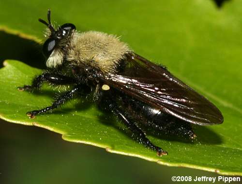 Robberfly (Laphria flavicollis)