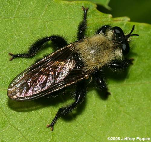 Robberfly (Laphria flavicollis)