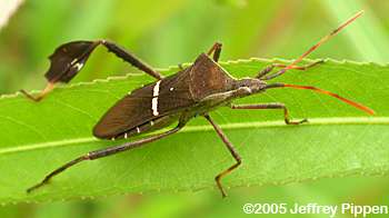 Leaffooted Bug (Leptoglossus phyllopus)