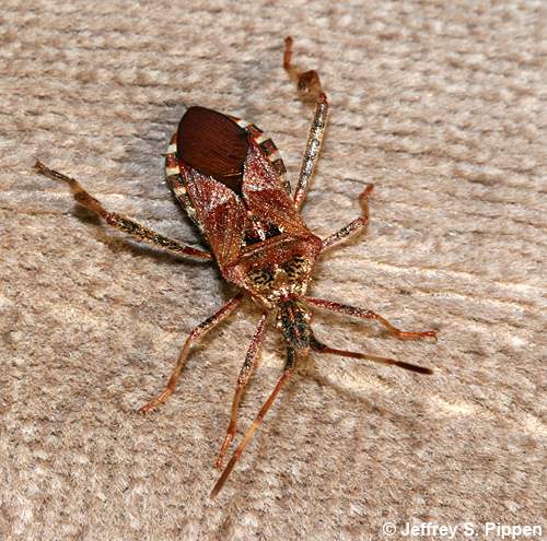 Western Conifer Seedbug (Leptoglossus occidentalis)