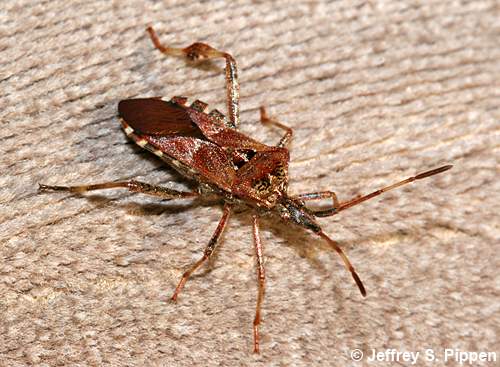 Western Conifer Seedbug (Leptoglossus occidentalis)