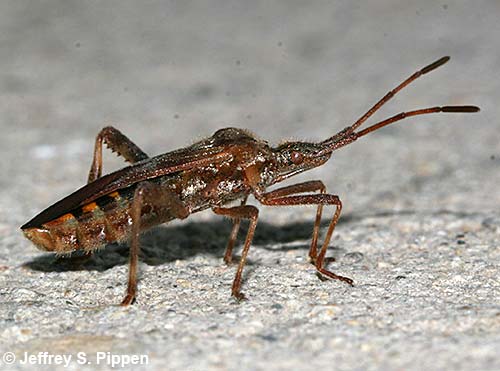Western Conifer Seedbug (Leptoglossus occidentalis)