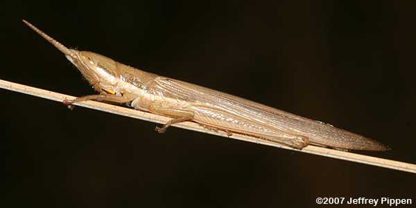 Cattail Toothpick Grasshopper (Leptysma marginicollis)