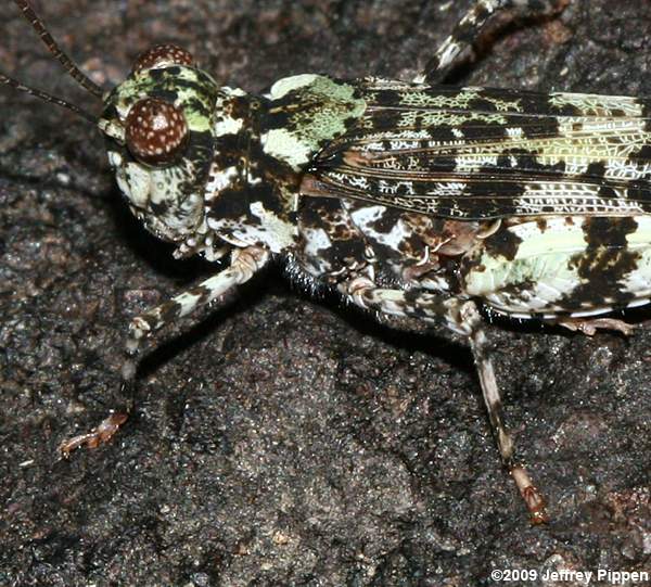 Lichen Grasshopper (Trimerotropis saxatilis)