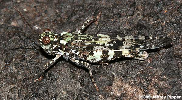 Lichen Grasshopper (Trimerotropis saxatilis)