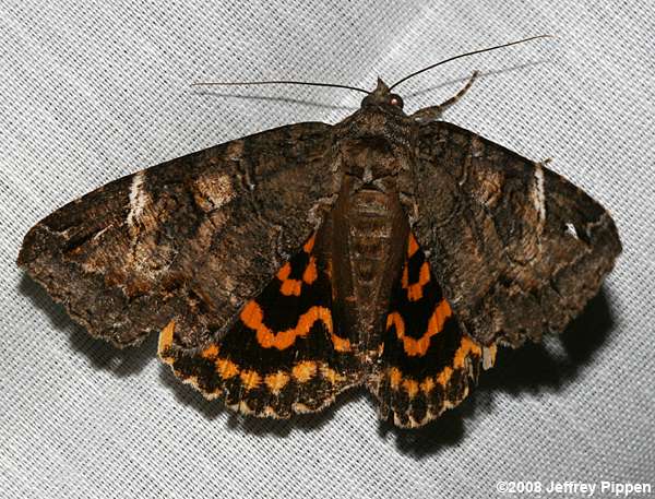 Locust Underwing (Euparthenos nubilis)