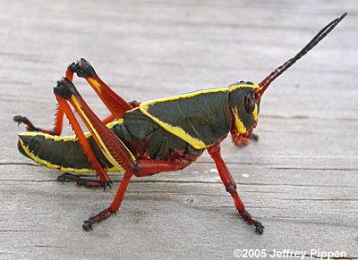 Eastern Lubber Grasshopper (Romalea microptera)