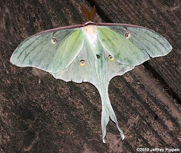 Luna Moth (Actias luna)