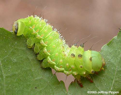 Luna Moth (Actias luna)