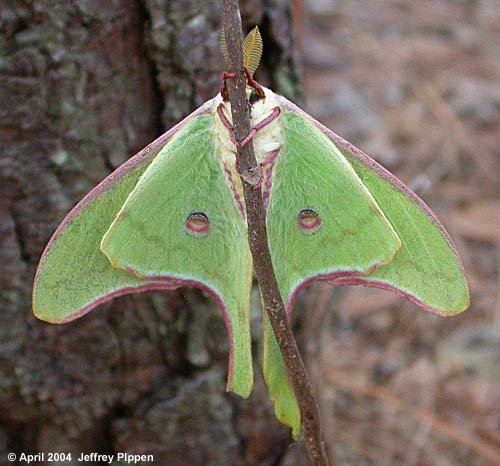 Luna Moth (Actias luna)