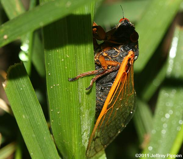 Cicadas (Cicadidae)