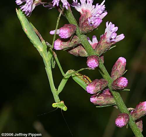Carolina Mantis (Stagmomantis carolina)