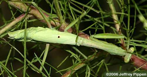 Carolina Mantis (Stagmomantis carolina)