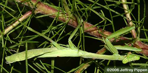 Carolina Mantis (Stagmomantis carolina)