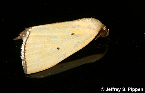 Black-bordered Lemon (Marimatha nigrofimbria)