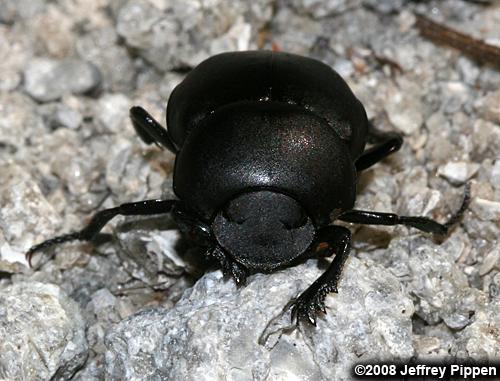 Dung Beetle (Melanocanthon sp.)