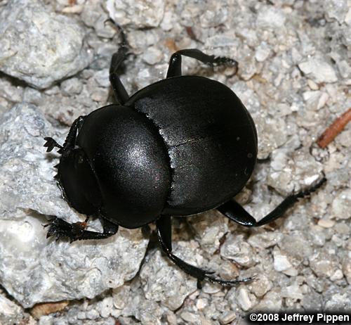 Dung Beetle (Melanocanthon sp.)