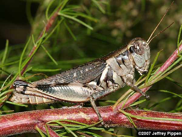 spur-throated grasshopper (Melanoplus sp.)