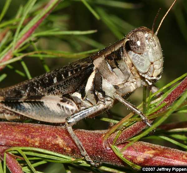 spur-throated grasshopper (Melanoplus sp.)