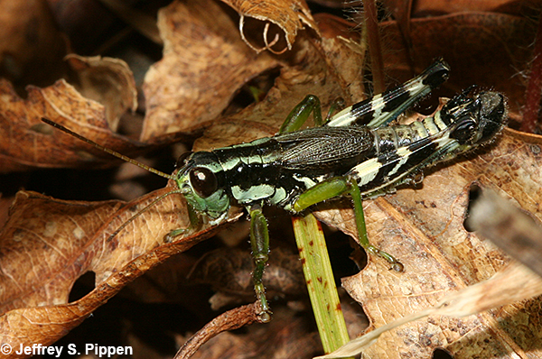 Green-legged Grasshopper (Melanoplus viridipes)