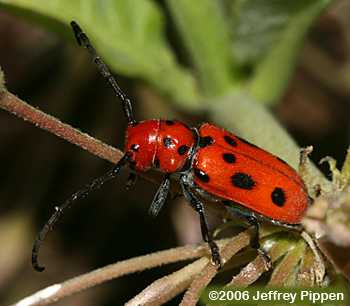 Red Milkweed Beetle (Tetraopes tetraophthalmus)