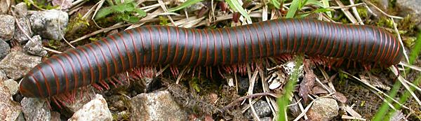 American Giant Millipede (Narceus americanus)