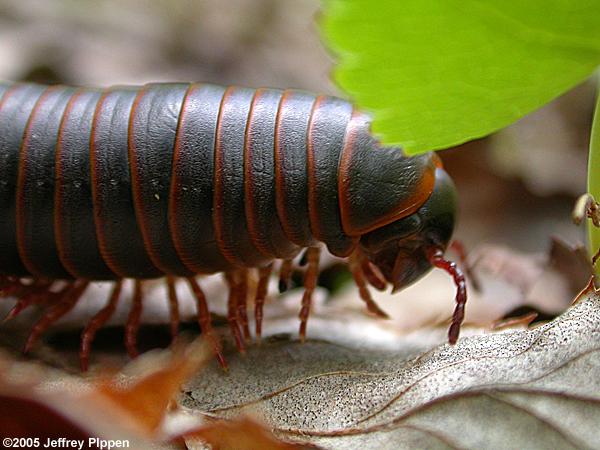 American Giant Millipede (Narceus americanus)