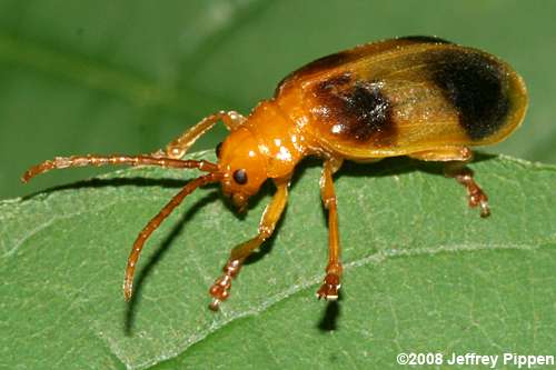 Larger Elm Leaf Beetle (Monocesta coryli)