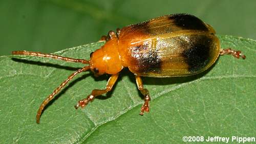 Larger Elm Leaf Beetle (Monocesta coryli)