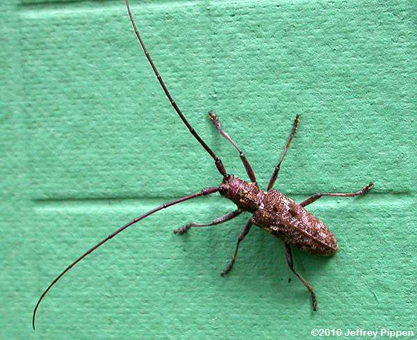 Carolina Pine Sawyer (Monochamus carolinensis)