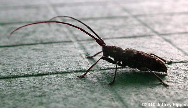 Carolina Pine Sawyer (Monochamus carolinensis)