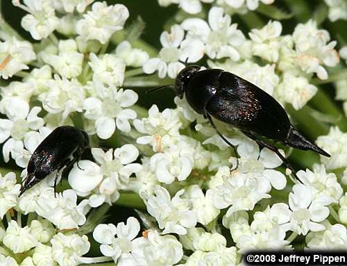 tumbling flower beetle (Mordella sp.)