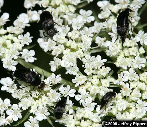 tumbling flower beetle (Mordella sp.)