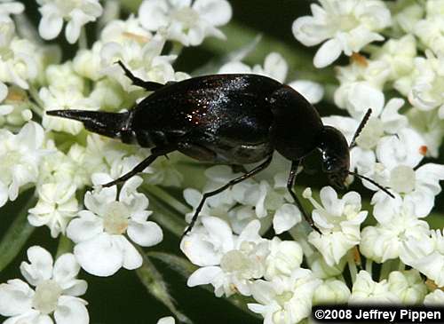 tumbling flower beetle (Mordella sp.)