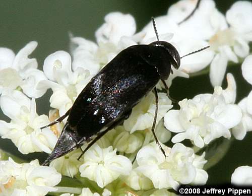 tumbling flower beetle (Mordella sp.)